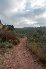 Fototapeta premium The desert of the palms in benicasim, Costa azahar