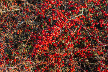 Red berry slightly dried on the bush. Psychedelic. Silver buffaloberry, Shepherdia argentea