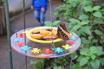 Papillorama