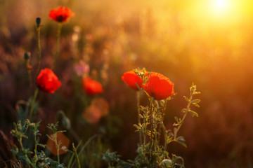red poppies in the field at sunset