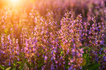 Fototapeta na wymiar field of lilac flowers in the rays at sunset