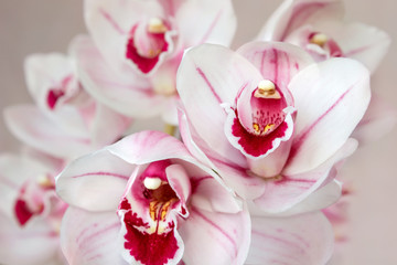 Fototapeta na wymiar pale pink cymbidium orchid flowers 