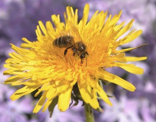 travail de l'abeille