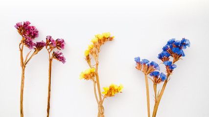 Dried Field Flower on White Background with Real Shadow. Top View Image of Wild Flowers.