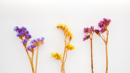 Dried flowers and herbarium on a white background. Top View Image of Wild Flowers. 