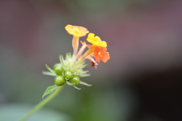 Papillorama