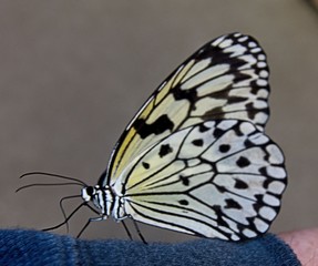 Fototapeta na wymiar Butterfly 1