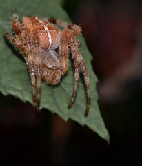 araignée poilue