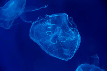 Close-up Jellyfish, Medusa in fish tank with neon light. Jellyfish is free-swimming marine coelenterate with a jellylike bell- or saucer-shaped body that is typically transparent.