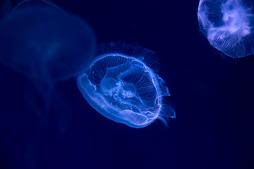 Close-up Jellyfish, Medusa in fish tank with neon light. Jellyfish is free-swimming marine coelenterate with a jellylike bell- or saucer-shaped body that is typically transparent.