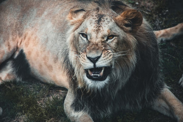 Fototapeta na wymiar Portrait of a Beautiful lion, lion in dark