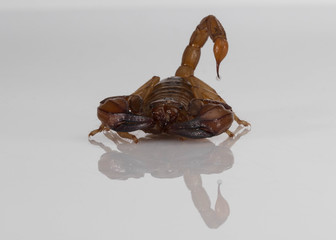 Australian Scorpion in studio with copy space