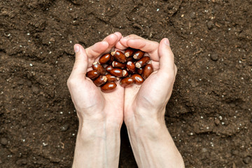 gardener hold vegetable seeds to plant it