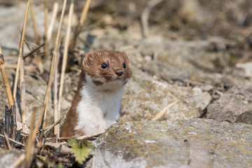 Weasel (Mustela erminea)