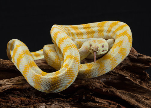 Darwin Carpet Python Albino Snake