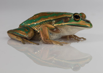 Green and Gold Bell From