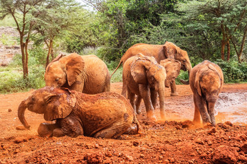 Obraz premium baby elephant in kenya