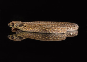 Eastern hooded scaly-foot legless lizard