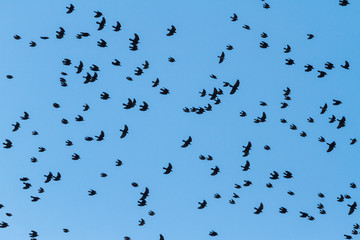 black birds flying across the blue sky