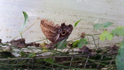 Papillorama