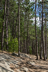 Pine forest on Muskoka Rock in Algonquin Park