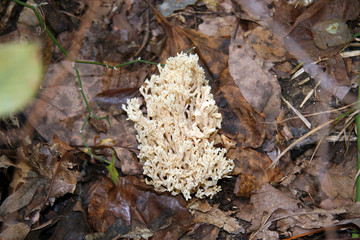 North American Mushroom