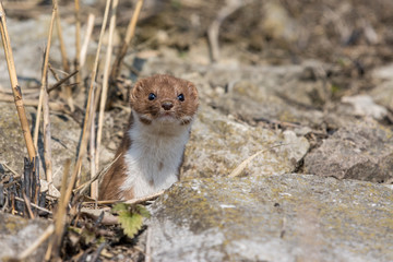 Weasel (Mustela erminea)