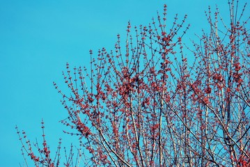 Red tree flower blossoms blooming against blue sky