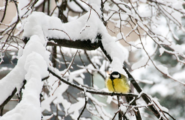 The great tit (Parus major) sitting on branch of tree under snow
