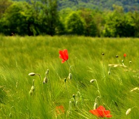 Obraz premium coquelicot dans son champs