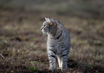 wild cat on the field