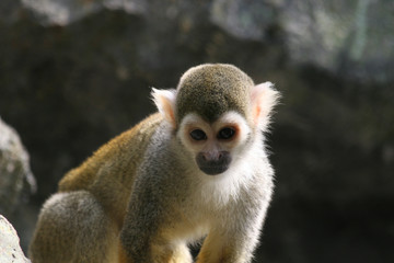 Squirrel Monkey