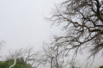 Mountain landscape. View of mountains and dry trees in the fog on the route Pico Areeiro - Pico Ruivo, Madeira, Portugal, Europe.
