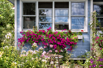 Fototapeta na wymiar Cottages with Petunias in a Window Box