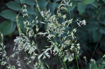 In nature, forage grass is growing for animals bluegrass (Poa trivialis)