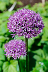 Purple flowers of Allium (Ornamental onion)
