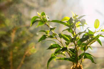 Benjamin Young plant