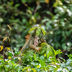 green iguana, Iguana iguana, animal eating leaves in a tree in Costa Rica