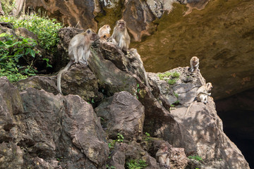 group of monkeys on the rocks