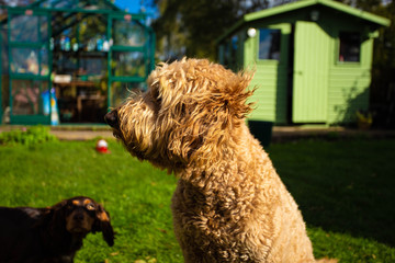 A Golden Doodle breed dog in a garden on a sunny day