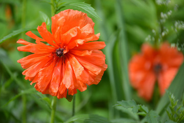 Blossoming of red poppy (Papaver L.)
