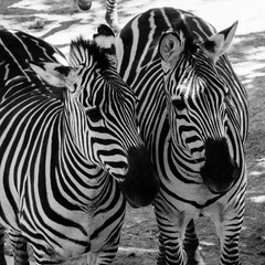 Fototapeta na wymiar Zebras 2