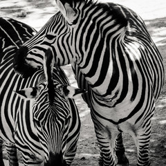 Obraz na płótnie Canvas Zebras 1