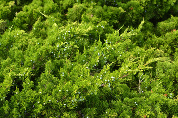 Branches with fruits of a juniper western (Juniperus occidentalis Hook.)