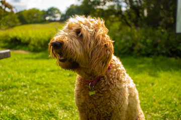 A Golden Doodle breed dog in a garden on a sunny day
