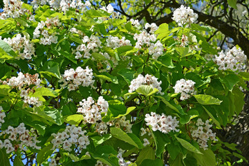 Plentiful blossoming of a  common catalpa (Catalpa bignonioides Walter)