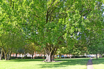 Huge petiolate oak (Quercus robur L.) in the square. Potsdam, Germany