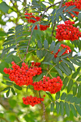 Red berries of a mountain ash ordinary (Sorbus aucuparia L.)