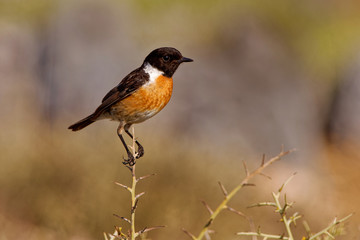 Stonechat  - Saxicola torquatus sitting in Spain. Beautiful background.