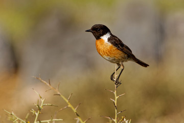 Stonechat  - Saxicola torquatus sitting in Spain. Beautiful background.